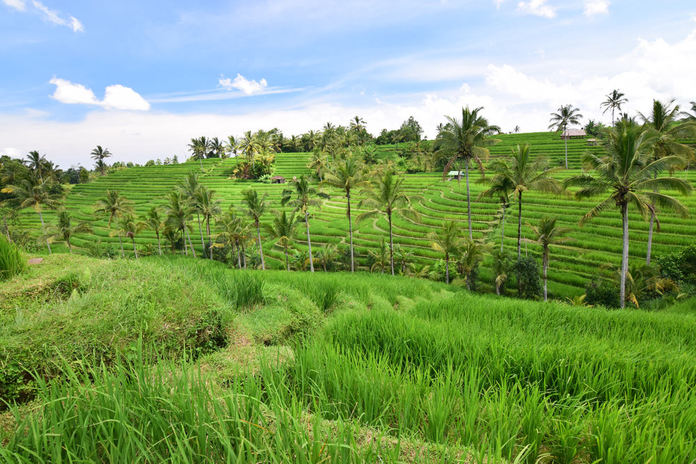 Reisterrassen auf Bali